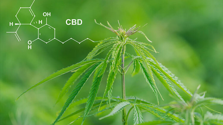 CBD for Men: Does It Help with Anxiety, Pain, or Sleep?